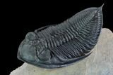 Zlichovaspis Trilobite - Stunning Preparation #125093-1